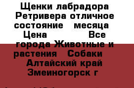 Щенки лабрадора Ретривера отличное состояние 2 месяца › Цена ­ 30 000 - Все города Животные и растения » Собаки   . Алтайский край,Змеиногорск г.